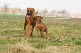 RODESIAN RIDGEBACK 152